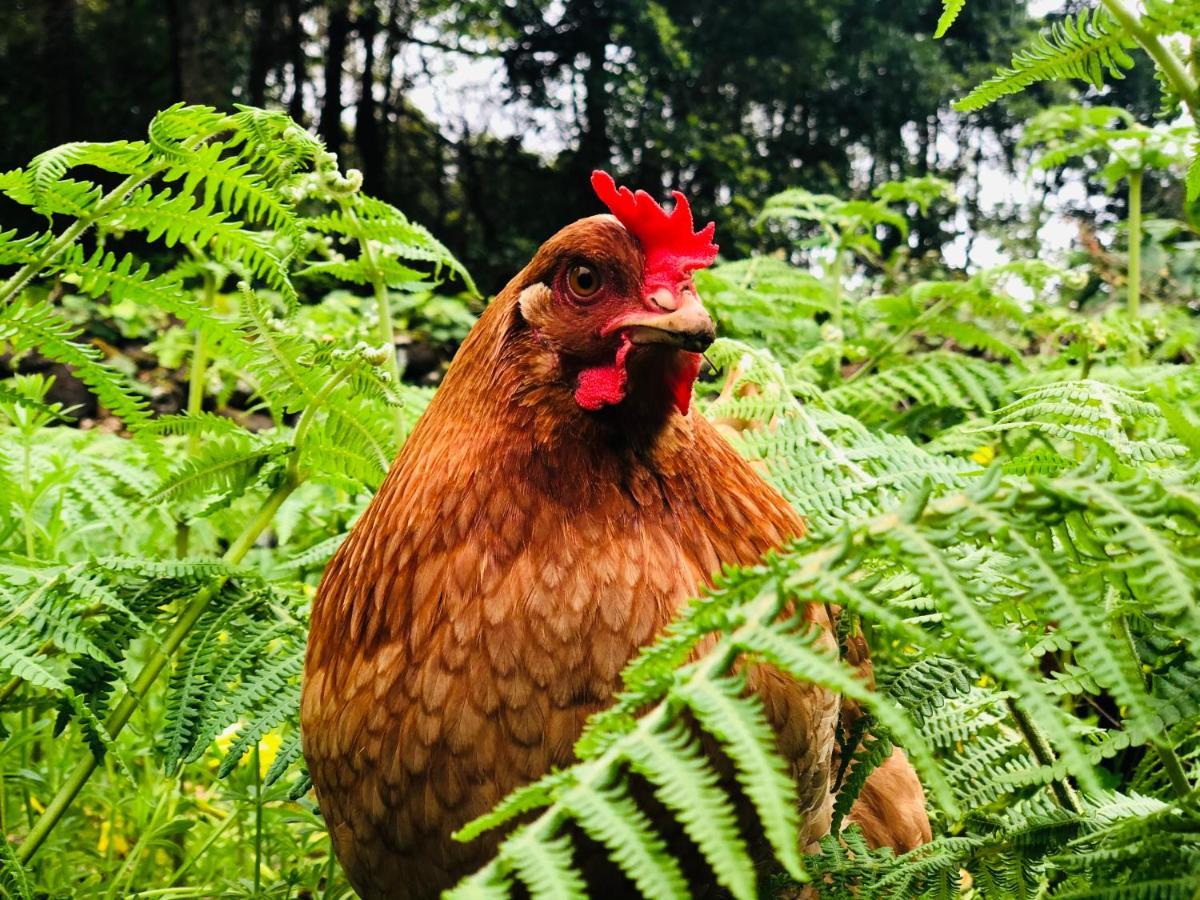 Quinta Pereirinha Farm - A Private 3 Bedroom Vacation Home, Close To Hiking W Ocean Views - Pico Island, Azores São Roque do Pico エクステリア 写真