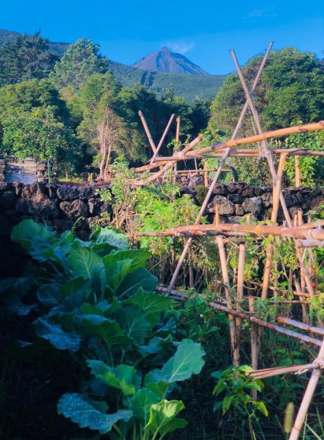 Quinta Pereirinha Farm - A Private 3 Bedroom Vacation Home, Close To Hiking W Ocean Views - Pico Island, Azores São Roque do Pico エクステリア 写真